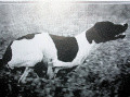 Pedigree FAUNO DEL VENTO Pedigree FAUNO DEL VENTO